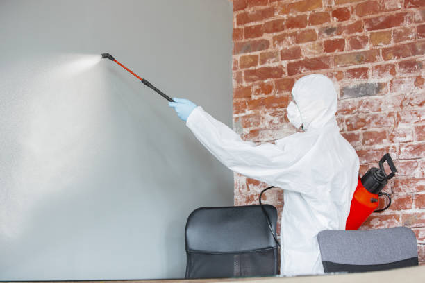 Mold Odor Removal Services in Keewatin, MN