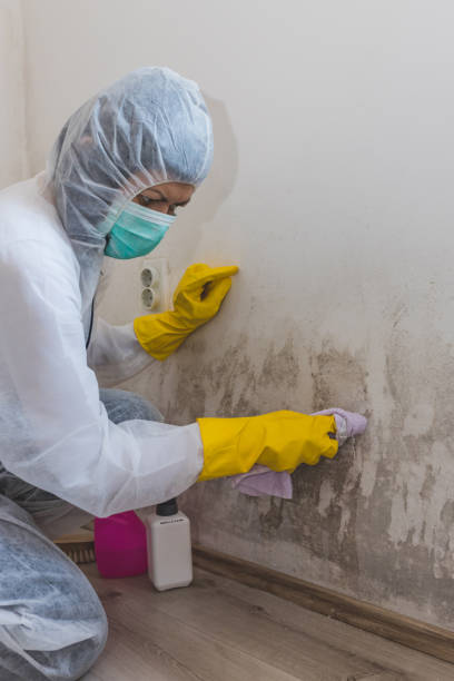 Best Mold Removal for HVAC Installations  in Keewatin, MN