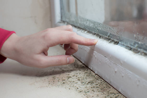 Best Mold Odor Removal Services  in Keewatin, MN