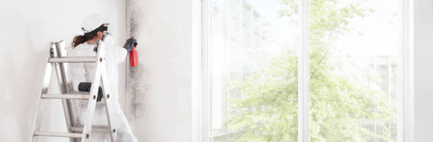 Best Black Mold Removal  in Keewatin, MN